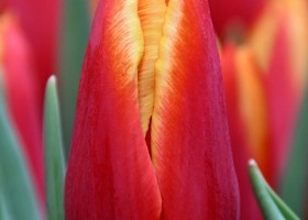 Tulipa Ontario ® (3)